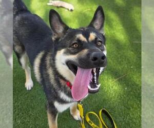 Siberian Husky-Unknown Mix Dogs for adoption in Las Vegas, NV, USA