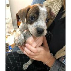 Medium Photo #1 Labrador Retriever Puppy For Sale in Austin, TX, USA