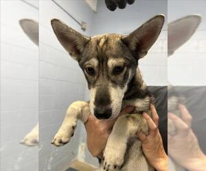 Medium Photo #1 Siberian Husky-Unknown Mix Puppy For Sale in Woodland, CA, USA