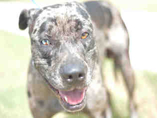Medium Photo #1 American Staffordshire Terrier-Catahoula Leopard Dog Mix Puppy For Sale in Fort Lauderdale, FL, USA