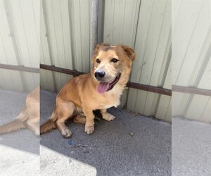 Golden Retriever-Unknown Mix Dogs for adoption in Redondo beach, CA, USA