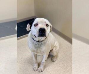 American Bulldog-Unknown Mix Dogs for adoption in Blackwood, NJ, USA