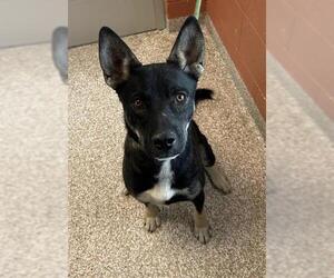 German Shepherd Dog-Unknown Mix Dogs for adoption in Pueblo, CO, USA