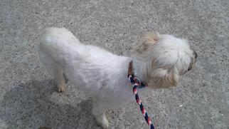 Lhasa Apso Dogs for adoption in Houston, TX, USA