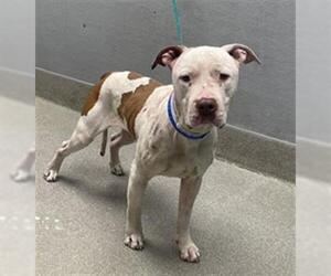 American Pit Bull Terrier-Unknown Mix Dogs for adoption in Las Vegas, NV, USA