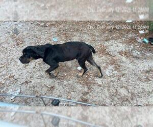 Bloodweiler Dogs for adoption in Ocala, FL, USA