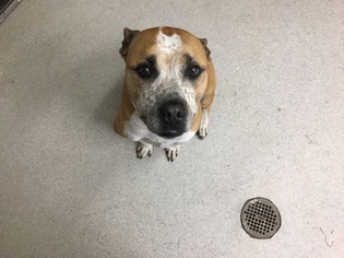 Bullboxer Pit Dogs for adoption in Spokane, WA, USA