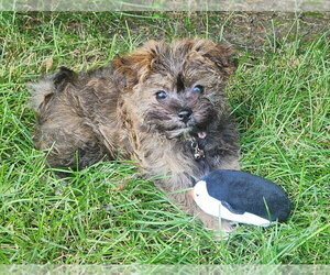Shih Tzu-Unknown Mix Dogs for adoption in Plainfield, IL, USA