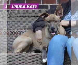 Retriever -Unknown Mix Dogs for adoption in Woodbury, NY, USA