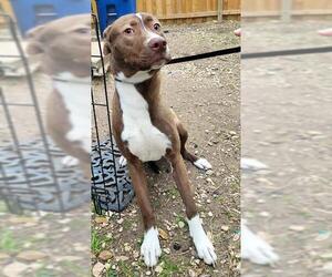 Labrador Retriever-Unknown Mix Dogs for adoption in San Antonio, TX, USA