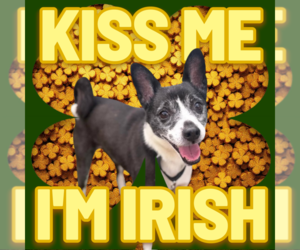 Mutt Dogs for adoption in garner, NC, USA