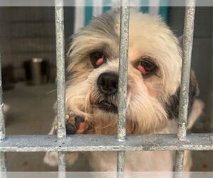Shih Tzu-Unknown Mix Dogs for adoption in Pasadena, CA, USA