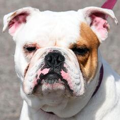 Bulldog Dogs for adoption in Huntley, IL, USA
