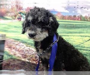 Poodle (Miniature)-Unknown Mix Dogs for adoption in Moreno Valley, CA, USA