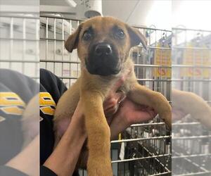 German Shepherd Dog-Unknown Mix Dogs for adoption in Woodland, CA, USA