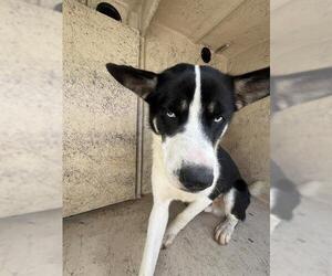 Border Collie-Unknown Mix Dogs for adoption in Oklahoma City, OK, USA