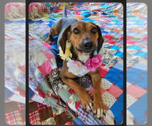 Beagle Dogs for adoption in San Diego , CA, USA