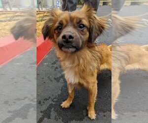 Pekalier Dogs for adoption in El Cajon, CA, USA
