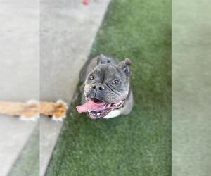 Bulldog Dogs for adoption in Chula Vista, CA, USA