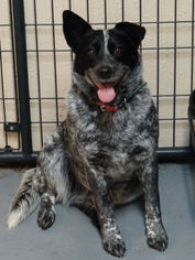 Mutt Dogs for adoption in Tacoma, WA, USA