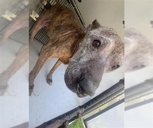 American Pit Bull Terrier Dogs for adoption in Houston, TX, USA