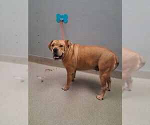 Chinese Shar-Pei-Unknown Mix Dogs for adoption in Las Vegas, NV, USA