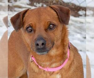 Chiweenie Dogs for adoption in Yreka, CA, USA