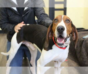 Treeing Walker Coonhound Dogs for adoption in Chestertown, MD, USA