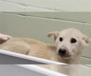 Siberian Husky-Unknown Mix Dogs for adoption in Tulsa, OK, USA