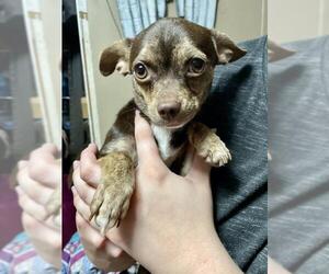 Chihuahua Dogs for adoption in Fayetteville, GA, USA