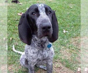 Coonhound Dogs for adoption in Von Ormy, TX, USA