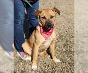 Carolina Dog Dogs for adoption in Arlington, TX, USA
