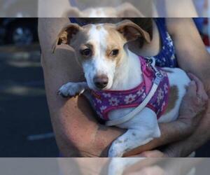 Rat Terrier Dogs for adoption in danville, CA, USA