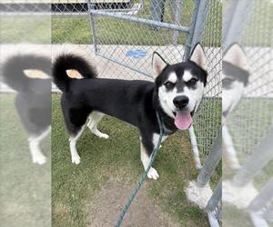 Huskies -Siberian Husky Mix Dogs for adoption in Corpus Christi, TX, USA