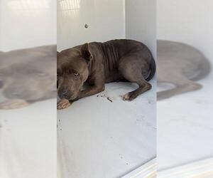 American Bulldog Dogs for adoption in Houston, TX, USA