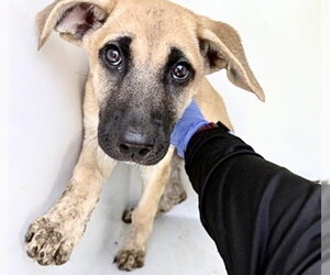 German Shepherd Dog-Unknown Mix Dogs for adoption in Houston, TX, USA