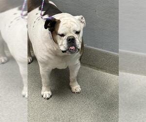 Bulldog-Unknown Mix Dogs for adoption in Las Vegas, NV, USA