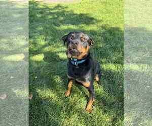 Rottweiler-Unknown Mix Dogs for adoption in Duluth, MN, USA