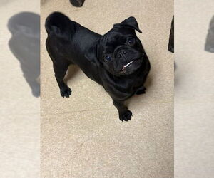 Pug Dogs for adoption in South Lake Tahoe, CA, USA