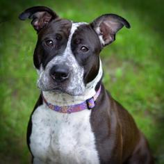 American Staffordshire Terrier Dogs for adoption in Negaunee, MI, USA