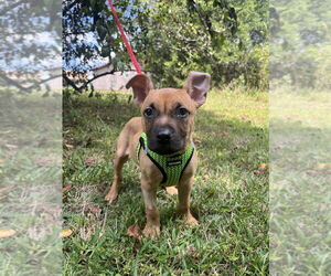 Mutt Dogs for adoption in Candler, NC, USA