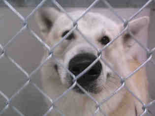 Alaskan Malamute Dogs for adoption in Temple, TX, USA