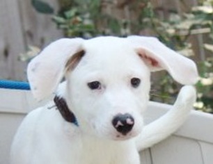 great pyrenees pointer mix