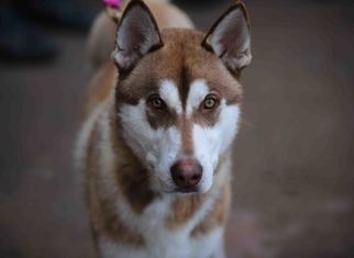 Medium Photo #1 Siberian Husky Puppy For Sale in Walnut Creek, CA, USA