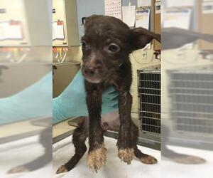Mutt Dogs for adoption in Riverside, CA, USA