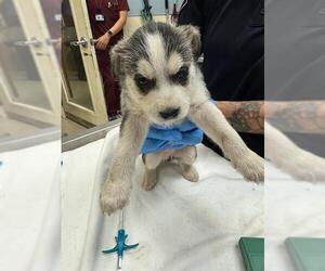 Siberian Husky-Unknown Mix Dogs for adoption in Riverside, CA, USA