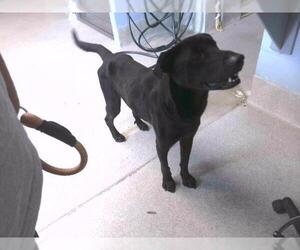 Labrador Retriever-Unknown Mix Dogs for adoption in Tallahassee, FL, USA