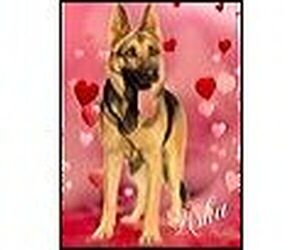 German Shepherd Dog Dogs for adoption in LOGANVILLE, GA, USA
