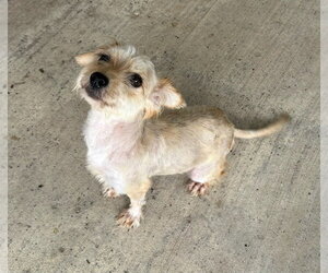 Poodle (Miniature)-Unknown Mix Dogs for adoption in Oak Bluffs, MA, USA