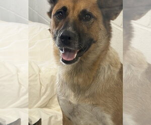German Shepherd Dog-Unknown Mix Dogs for adoption in Rowlett, TX, USA